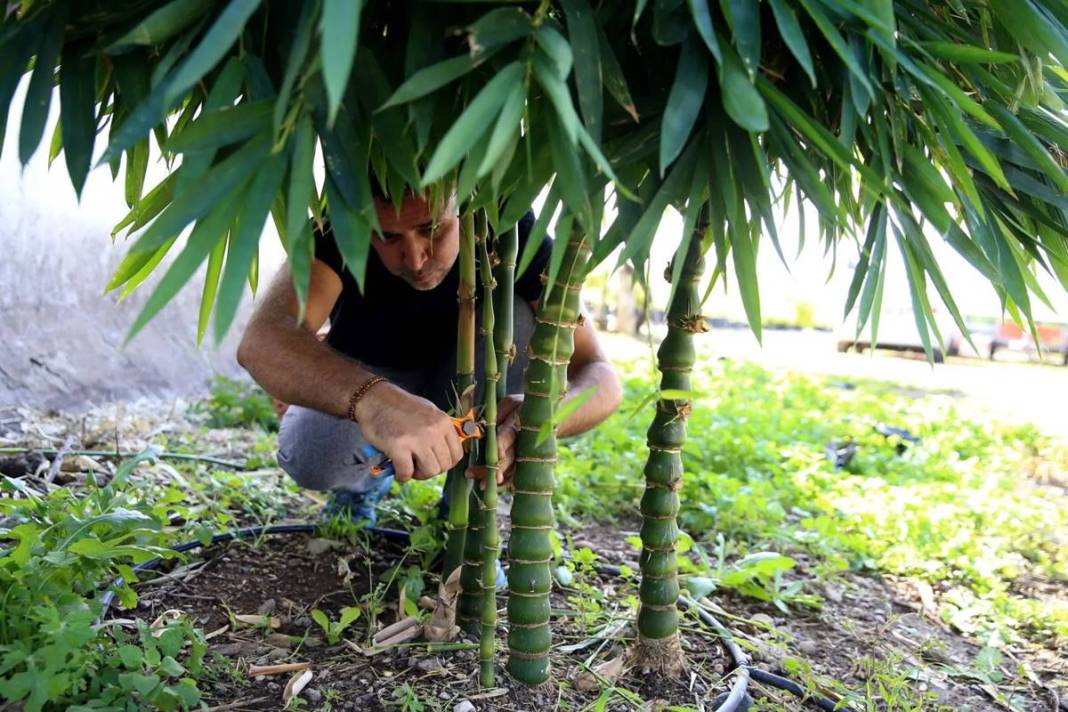 Balkonda eğlencesine yetiştirmeye başlamıştı, şimdi dev fidanlık kurdu! Paraya para demiyor, nereden nereye... 16